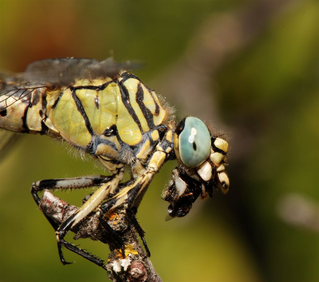 Onychogomphus forcipatus